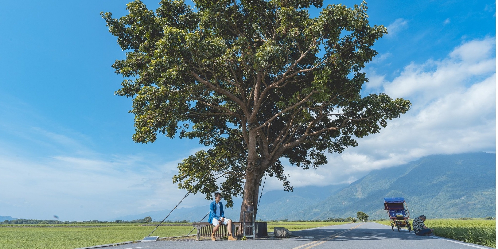 池上伯朗大道 - 金城武樹