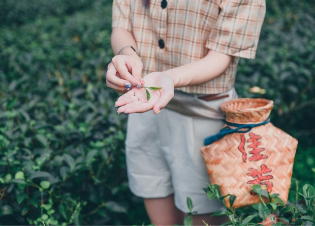 Jia Fang tea plantation